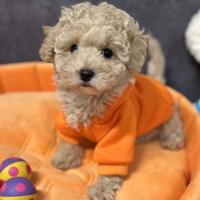 FILOMENA- MALTIPOO & MALTIPO CUCCIOLI TOY pag rate