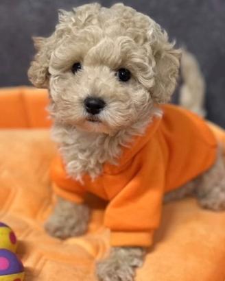 FILOMENA- MALTIPOO & MALTIPO CUCCIOLI TOY pag rate