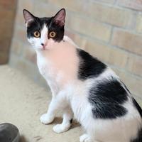 Luccy gattina 6 mesi