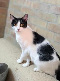 Luccy gattina 6 mesi