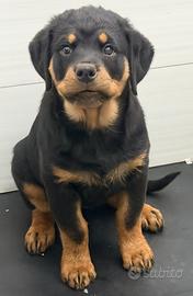 Rottweiler cucciola disponibile