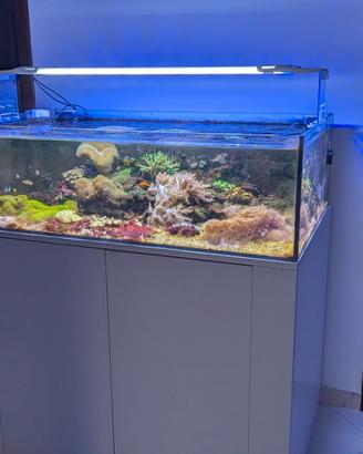 acquario marino