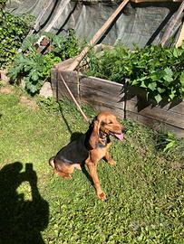 Cane segugio