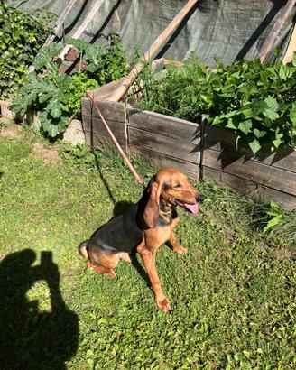 Cane segugio