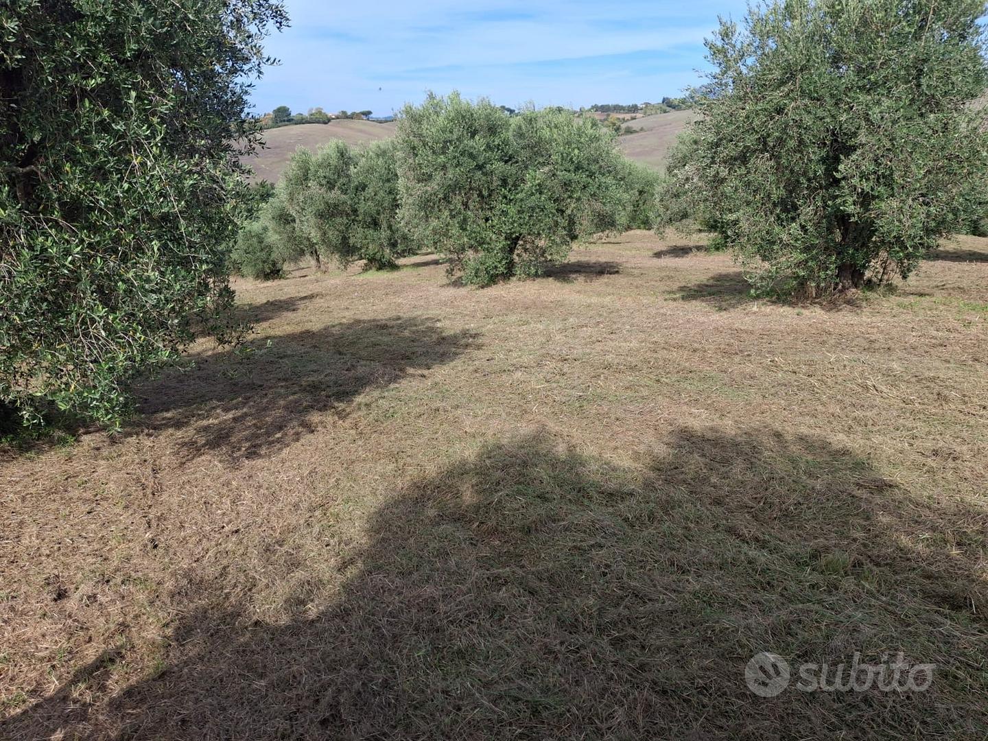 Terreno di 5 ettari anche edificabili - Vista 2