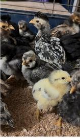 Pulcini Pulcinotti e anatroccoli ornamentali