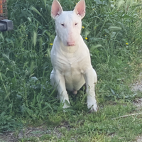 Bullterrier maschio