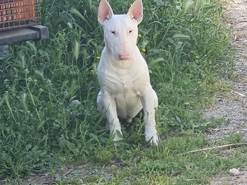 Bullterrier maschio