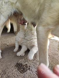 Cuccioli pastore maremmano