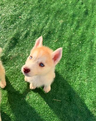 Husky con pedigree
