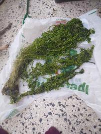 rotala rotundifolia