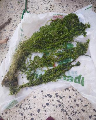 rotala rotundifolia