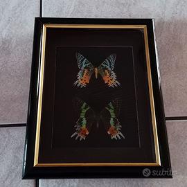 Falene Urania del Madagascar