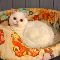 British Shorthair da riproduzione