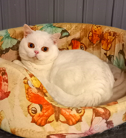 British Shorthair da riproduzione