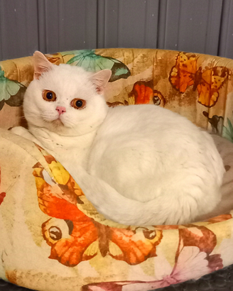 British Shorthair da riproduzione