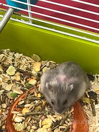 Criceti russi e dorati