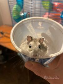 Cuccioli di criceto