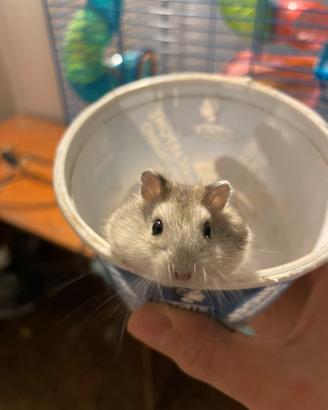 Cuccioli di criceto russo criceti d angora