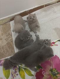 Cuccioli British shorthair