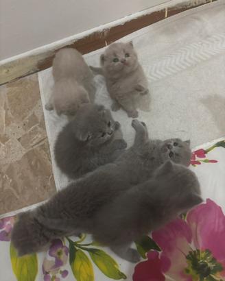 Cuccioli British shorthair