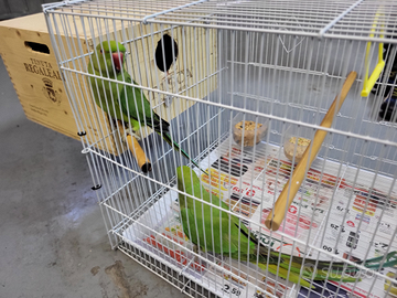 Parrocchetto dal collare