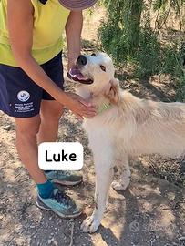 Tipo golden retriever maschio