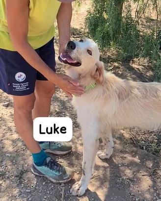 Tipo golden retriever maschio
