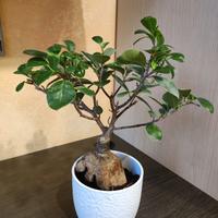 Bonsai da interno 