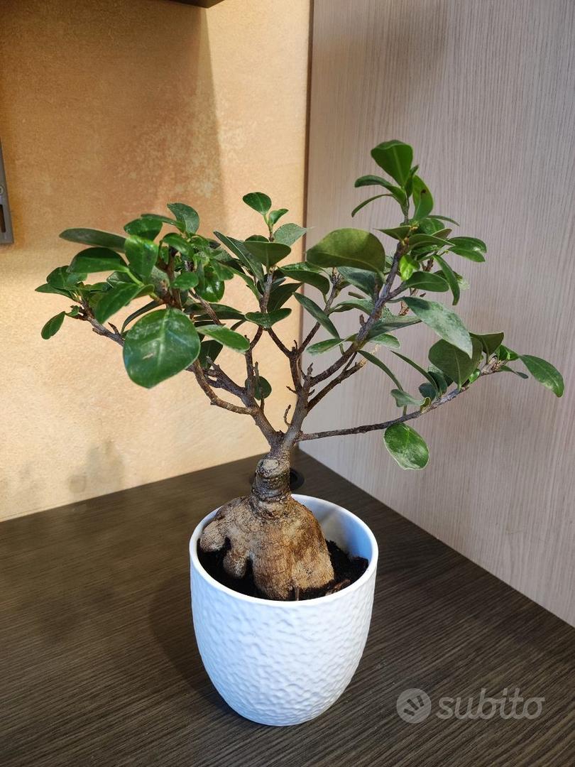 Bonsai da interno - Giardino e Fai da te In vendita a Lodi