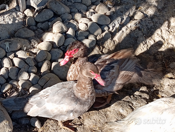 Coppia Di Anatre Mute colore Lillà