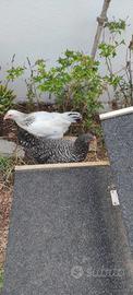 Galline ornamentali