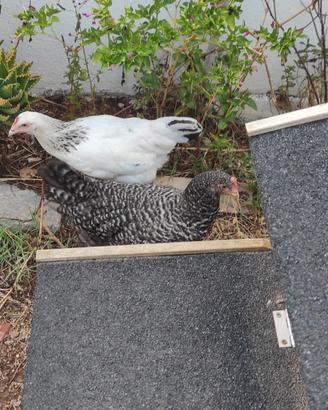 Galline ornamentali