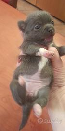 Chihuahua femminuccia