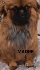 CAGNOLINO PECHINESE 