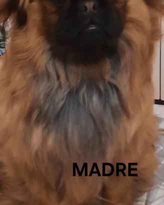 CAGNOLINO PECHINESE 