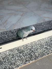 Parrocchetto monaco