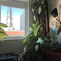 Pianta da interno Dieffenbachia