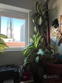 Pianta da interno Dieffenbachia