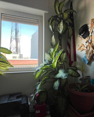 Pianta da interno Dieffenbachia