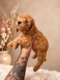 Cucciola barboncino minitoy