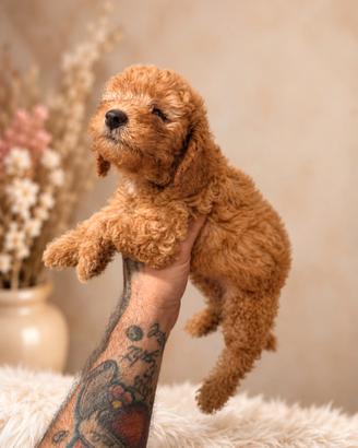 Cucciola barboncino minitoy