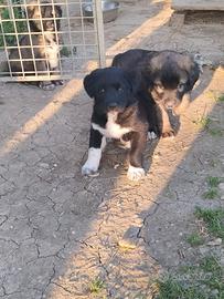 Cane da Pastore dell'Asia Centrale