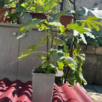 Pianta di fico di due anni per bonsai