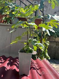 Pianta di fico di due anni per bonsai