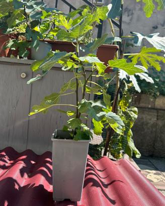 Pianta di fico di due anni per bonsai