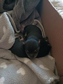 Cuccioli di Pinscher