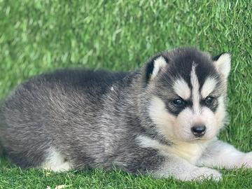 Husky