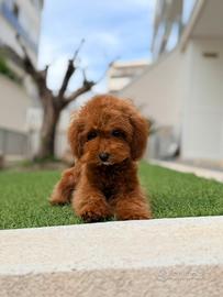 Barboncino femmina 5 mesi 20cm minitoy