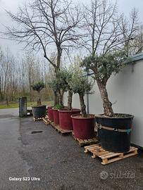 ulivi della Calabria 